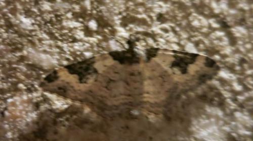 Xanthorhoe fluctuata
